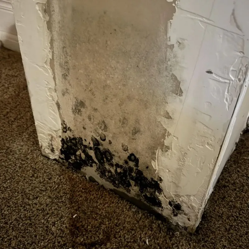 Professional Mold Removal in Lake County, IN